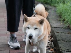 -井之头恩赐公园