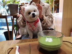 -柴务处·柴犬主题狗咖