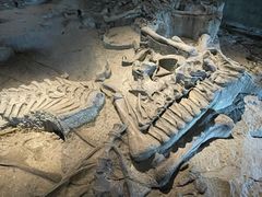 -自贡恐龙博物馆