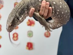 -上海大自然野生昆虫馆(东方明珠·爬宠昆虫探索中心)