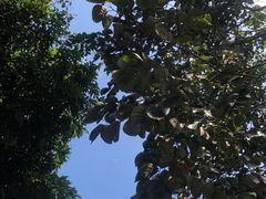 -东莞市大岭山森林公园