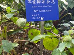 -中国科学院西双版纳热带植物园