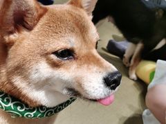 -逗柴咖啡屋·狗咖猫咖宠物桌游
