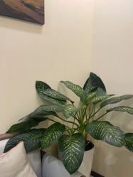 -北京米扬丽格医疗美容·联合丽格鼻整形中心