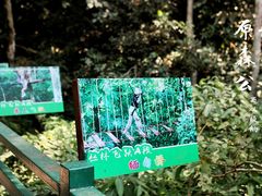 -西双版纳原始森林公园