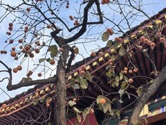 -秦始皇帝陵博物院-丽山园
