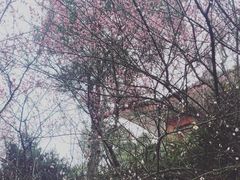 -南山植物园