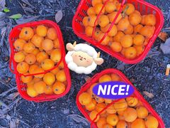 -塘栖枇杷特色园区