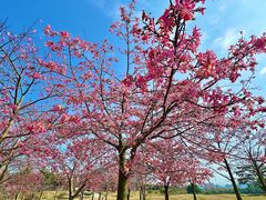 -风云岭森林公园