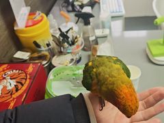 -爱侣宠医·鹦鹉专科·小型哺乳类·异宠专科(灵石路店)