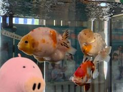 -華歡冰室-WahFoon(吉大店)