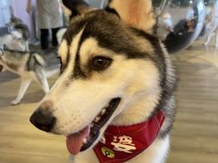 -Husky Go! 哈士奇体验馆·宠物咖啡厅狗咖