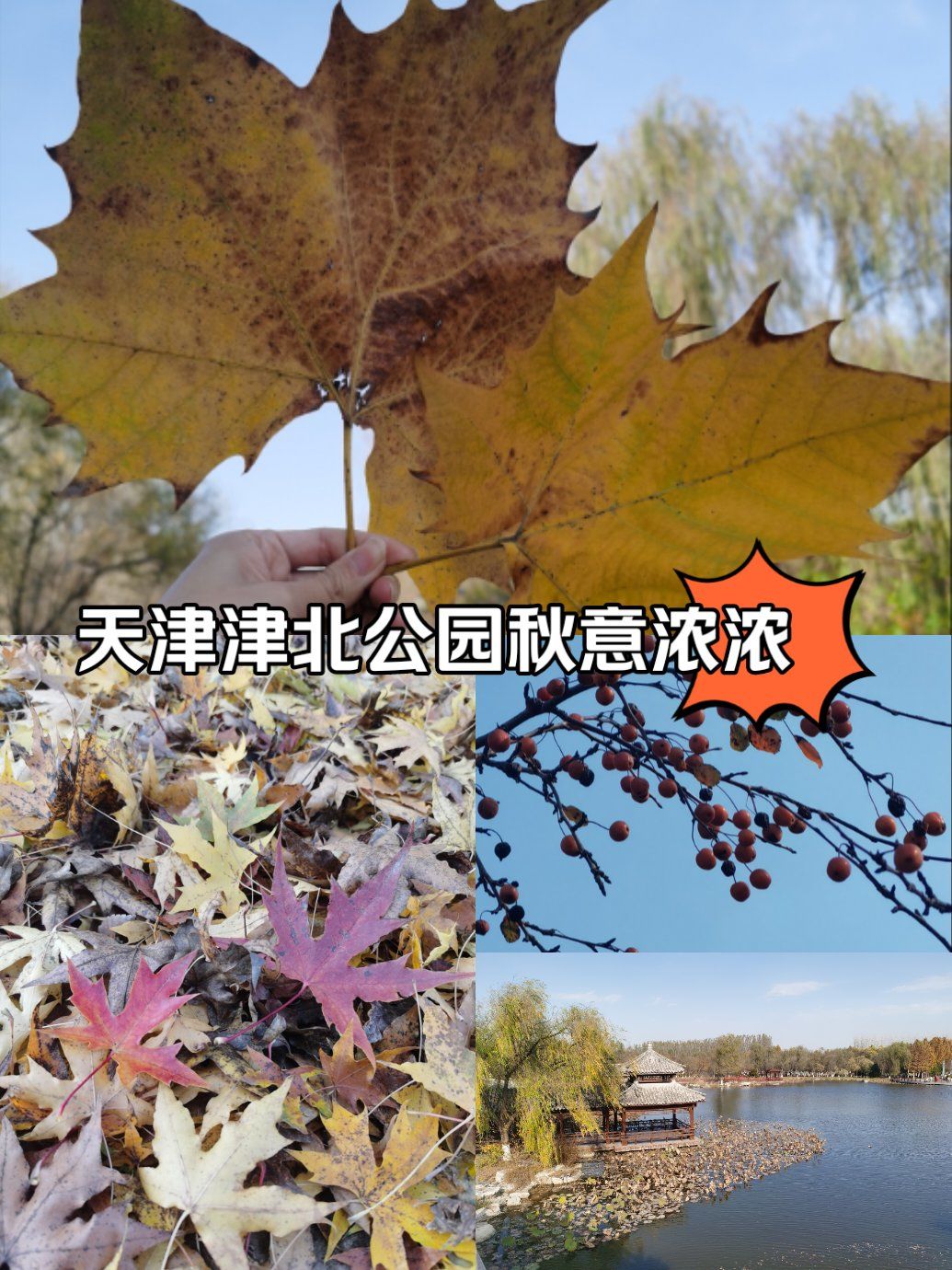 津北森林公园,免费赏秋,约会溜娃宝地!