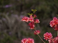-木兰云雾山