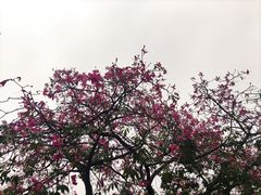 -广州市白云山风景名胜区