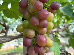 -马陆小张葡萄园农家乐