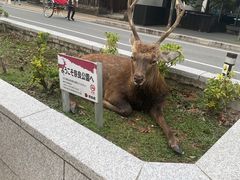 -奈良公园