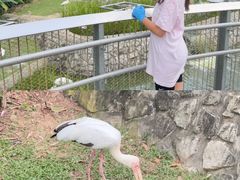 -新加坡飞禽公园