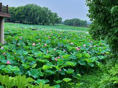 -荷塘月色湿地公园·向阳花洲