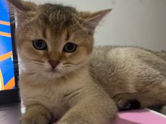 -关爱宠物医院·猫科中心·消化科(滨湖万达分院)