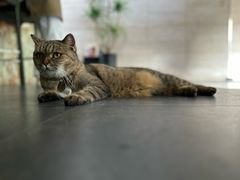 -villaa·别墅·融合菜西餐厅