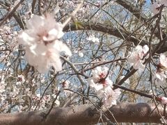 -桃花堤公园
