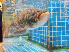 -肖记公安牛肉鱼杂馆·省级非物质文化遗产(万松园直营店)