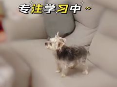 -多乐狗狗宠物训练工作室