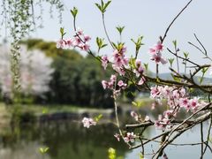 -无锡蠡湖国家湿地公园-蠡园