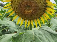 -松山湖梦幻百花洲
