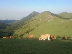 -大姆山草场