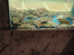 -码头鲜精致威海菜(欧乐坊店)