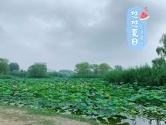 -大兴滨河森林公园