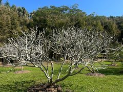 -中国科学院西双版纳热带植物园