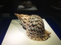 -贝壳王国博物馆