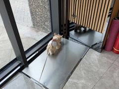 -半岛宠物医院24小时·内窥镜·牙科·碎石中心(府城大道店)