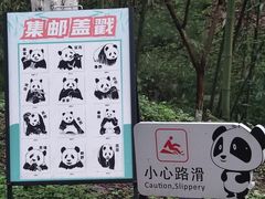 -都江堰中华大熊猫苑
