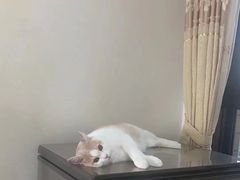 -宠颐生维康宠物医院(金丰店)