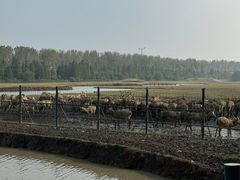 -溱湖国家湿地公园