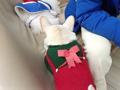 -怪兽屋·羊驼·猫咖·狗咖(俊华广场店)