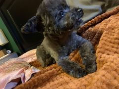 -熊小胖宠物生活馆(天华园店)