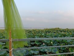 -七的湖·晚芳亭·阳澄湖农家菜·大闸蟹(莲花岛店)