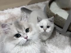 -小猫来了·猫舍(红山六九七九店)
