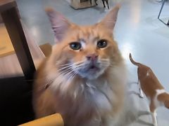 -豆逗聊愈猫阁Easy Life