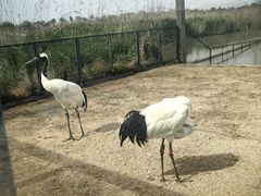 -盐城丹顶鹤湿地生态旅游区