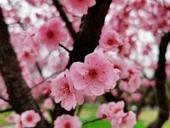-白塘生态植物园