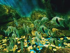 -锦艺城海洋馆