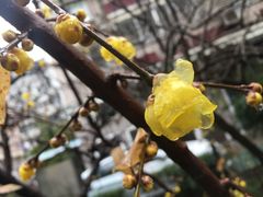 -孟家蟹包(锦绣街店)