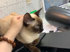 -喵园·猫主题咖啡厅·撸猫·猫咖(国贸店)