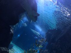-暹罗海洋世界